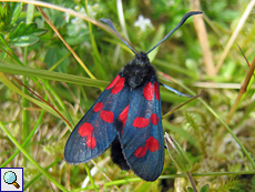 Sechsfleck-Widderchen (Six-spot Burnet, Zygaena filipendulae)