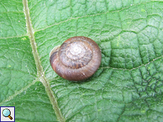 Trochulus striolatus (Strawberry Snail)