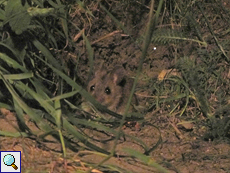 Waldmaus (Wood Mouse, Apodemus sylvaticus)