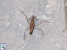 Wasserläufer (Pond Skater, Gerris sp.)