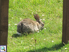 Wildkaninchen (European Rabbit, Oryctolagus cuniculus)
