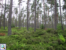 Blick in den Tom Vaich Forest