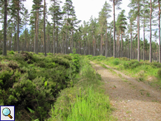 Weg im Tom Vaich Forest