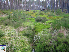 Wassergraben, Moos und niedrige Pflanzen auf dem Waldboden im Tom Vaich Forest