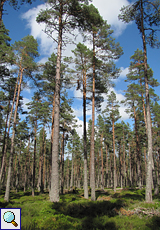 Schlanke, hohe Bäume im Tom Vaich Forest