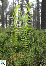 Rippenfarn (Blechnum spicant) im Tom Vaich Forest