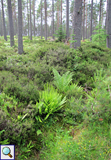 Niedrige Pflanzengemeinschaft im Tom Vaich Forest