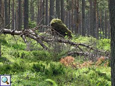 Umgestürzter Baum im Tom Vaich Forest
