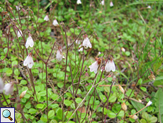 Moosglöckchen (Linnaea borealis) im Tom Vaich Forest