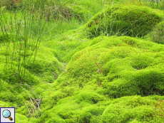 Dichter Bestand des Schönen Widertonmooses (Polytrichum formosum) im Tom Vaich Forest