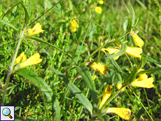 Wiesen-Wachtelweizen (Melampyrum pratense) im Tom Vaich Forest