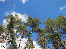 Blauer Himmel über dem Tom Vaich Forest
