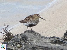 Alpenstrandläufer (Dunlin, Calidris alpina)