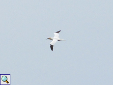 Basstölpel (Gannet, Morus bassanus)