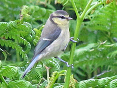 Blaumeise (Blue Tit, Cyanistes caeruleus)