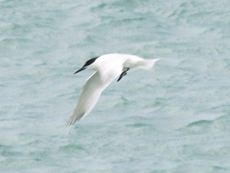 Brandseeschwalbe (Sandwich Tern, Thalasseus sandvicensis)