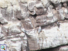 Dreizehenmöwe (Black-legged Kittiwake, Rissa tridactyla)