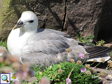 Eissturmvogel (Northern Fulmar, Fulmarus glacialis)