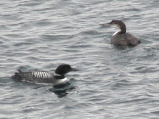 Eistaucher (Great Northern Diver, Gavia immer)