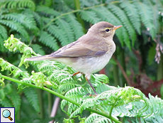 Fitis (Willow Warbler, Phylloscopus trochilus)