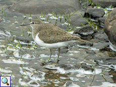 Flussuferläufer (Common Sandpiper, Actitis hypoleucos)