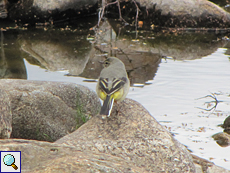 Jugendliche Gebirgsstelze (Grey Wagtail, Motacilla cinerea)