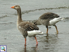 Graugans (Greylag Goose, Anser anser)