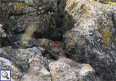 Gryllteiste (Black Guillemot, Cepphus grylle)