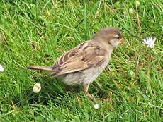 Weiblicher Haussperling (House Sparrow, Passer domesticus)