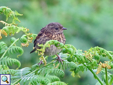 Junge Heckenbraunelle (Dunnock, Prunella modularis)