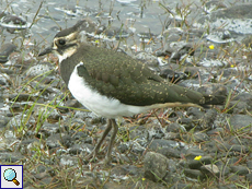 Junger Kiebitz (Northern Lapwing, Vanellus vanellus)