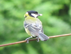 Kohlmeise (Great Tit, Parus major)