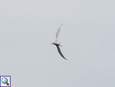 Küstenseeschwalbe (Arctic Tern, Sterna paradisaea)