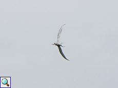 Küstenseeschwalbe (Arctic Tern, Sterna paradisaea)