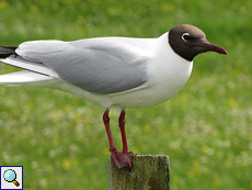 Lachmöwe (Common Black-headed Gull, Chroicocephalus ridibundus)