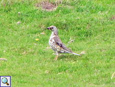 Misteldrossel (Mistle Thrush, Turdus viscivorus)