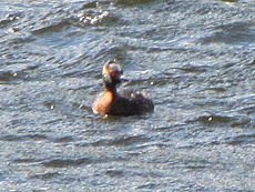 Ohrentaucher (Horned Grebe, Podiceps auritus)