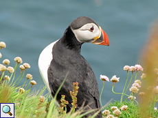 Papageitaucher (Puffin, Fratercula arctica)