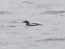 Prachttaucher (Black-throated Diver, Gavia arctica)