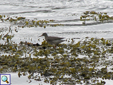 Rotschenkel (Common Redshank, Tringa totanus)