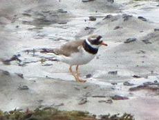 Sandregenpfeifer (Ringed Plover, Charadrius hiaticula)