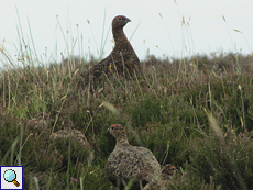 Schottisches Moorschneehuhn (Red Grouse, Lagopus lagopus scoticus)