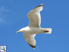 Silbermöwe (Herring Gull, Larus argentatus)