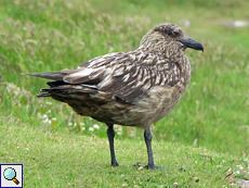 Große Raubmöwe oder Skua (Great Skua, Stercorarius skua)