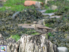 Jugendlicher Star (Common Starling, Sturnus vulgaris)