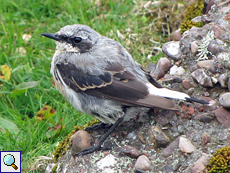 Junger Steinschmätzer (Northern Wheatear, Oenanthe oenanthe)