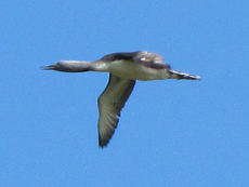 Sterntaucher (Red-throated Diver, Gavia stellata)