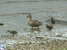 Stockenten-Weibchen mit Nachwuchs (Mallard, Anas platyrhynchos)