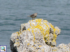 Strandpieper (Rock Pipit, Anthus petrosus)