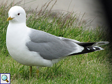 Sturmmöwe (Mew Gull, Larus canus)